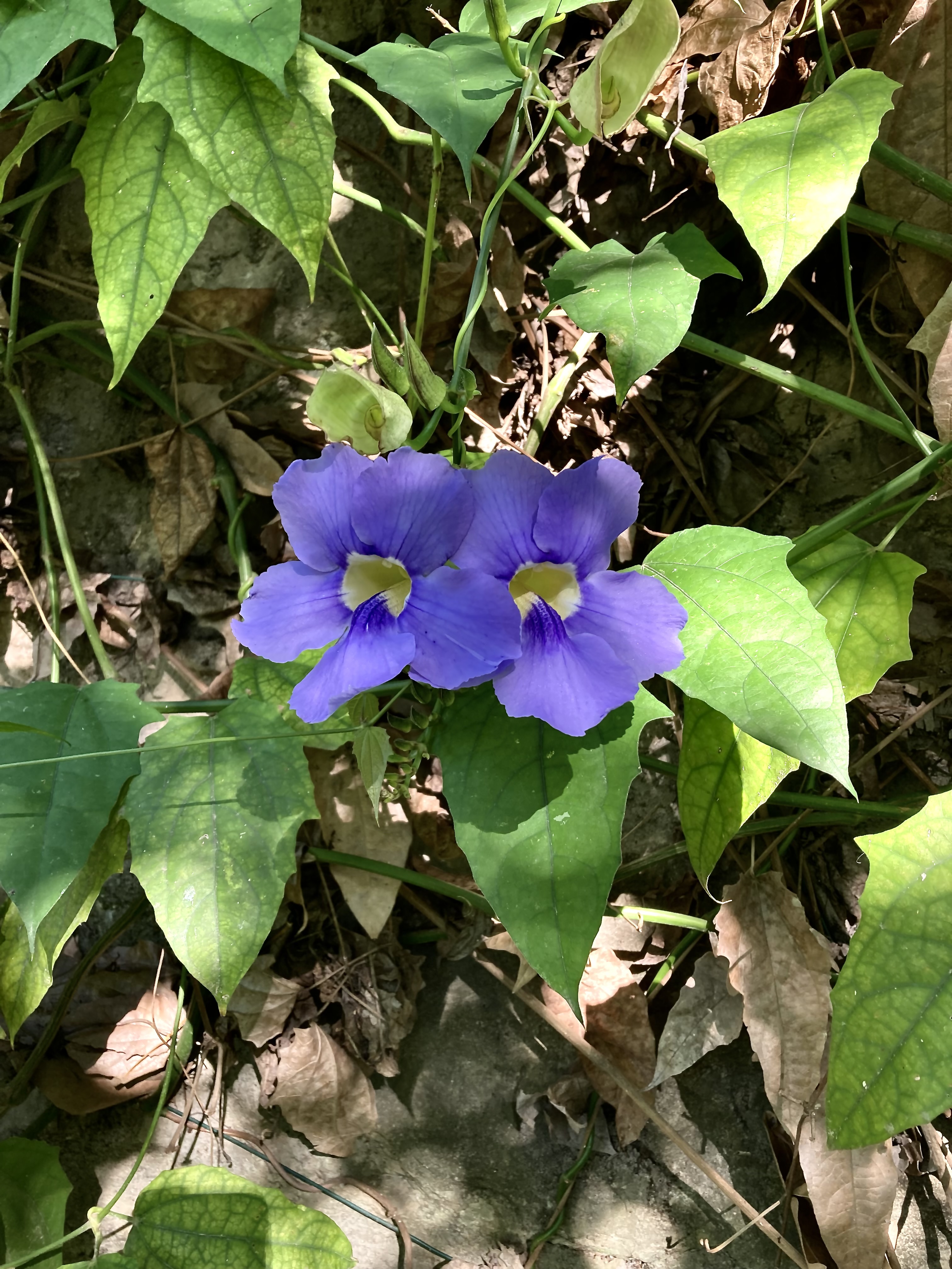 Heavenly blue flower